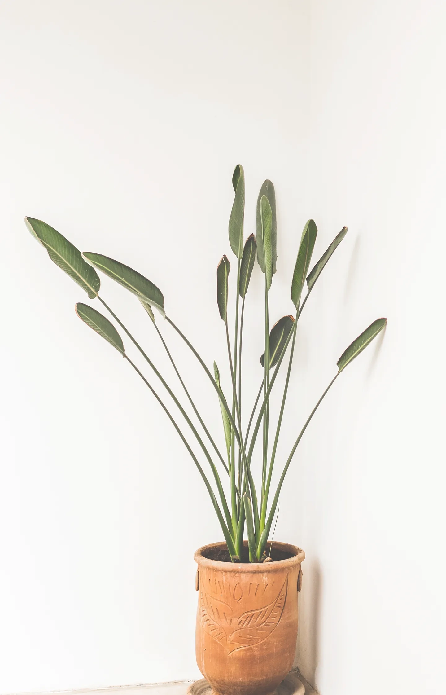 Parallax Big Image 2